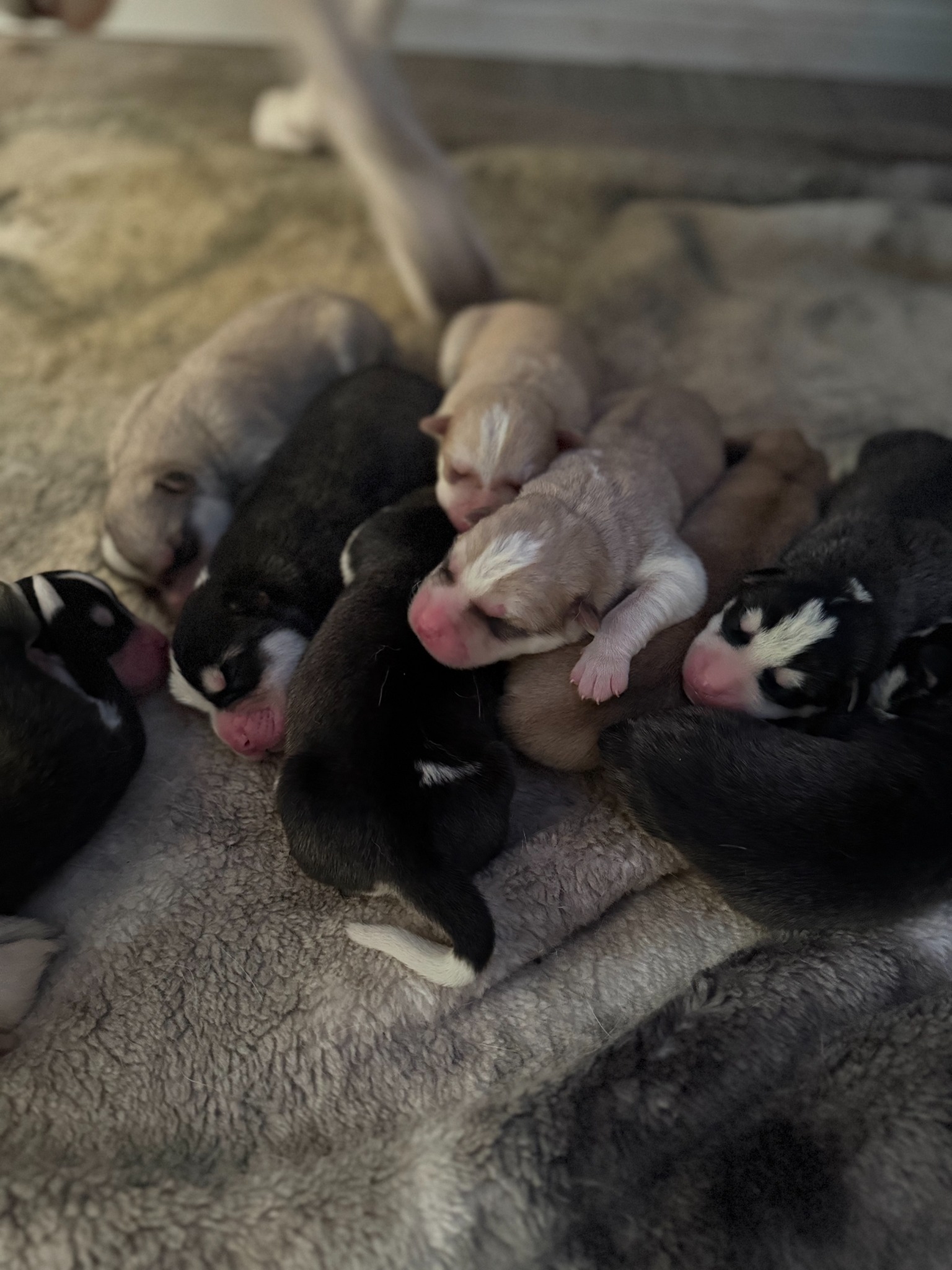 Newborn Northside puppies resting together